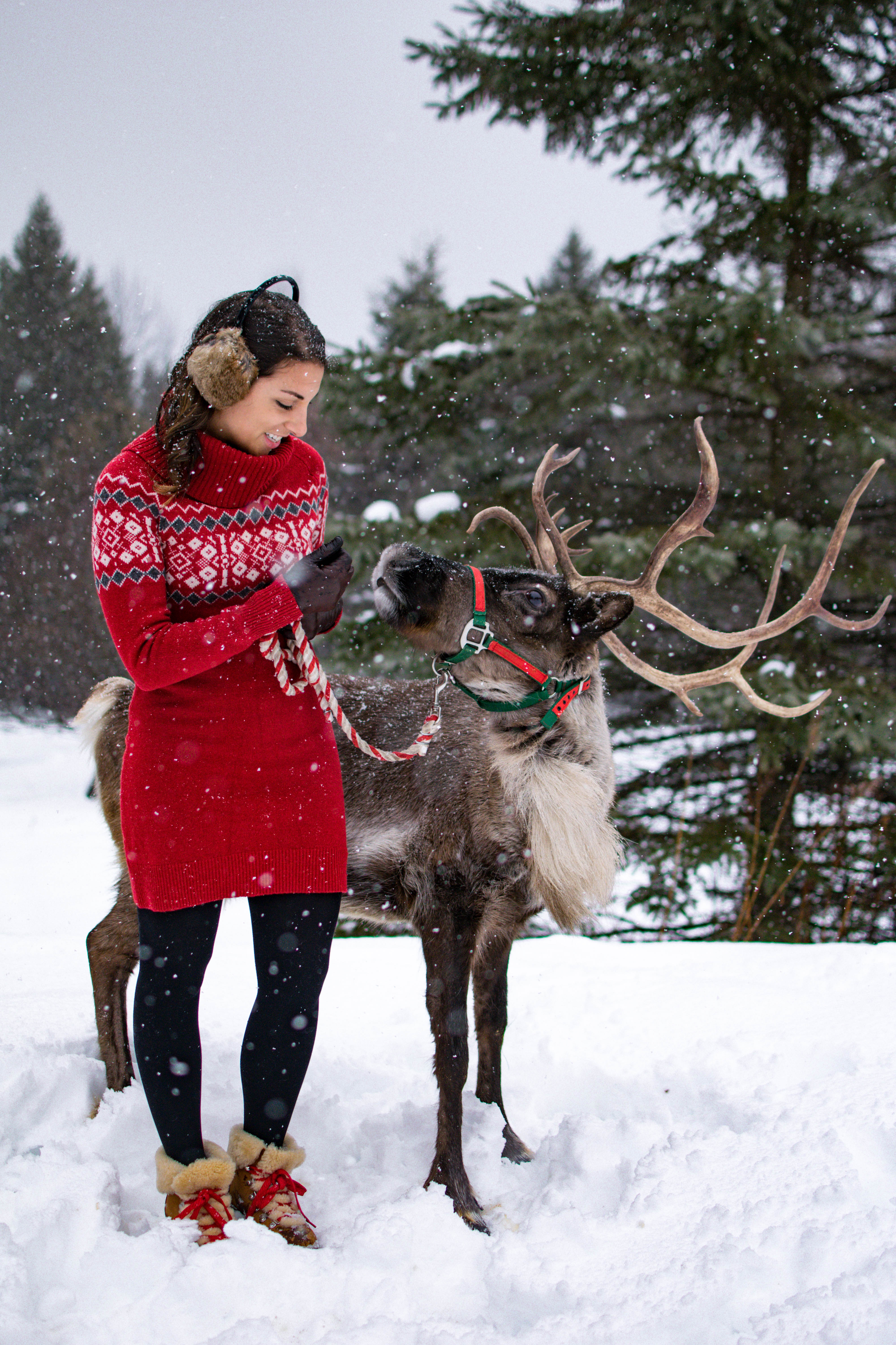 The Vermont Reindeer Farm